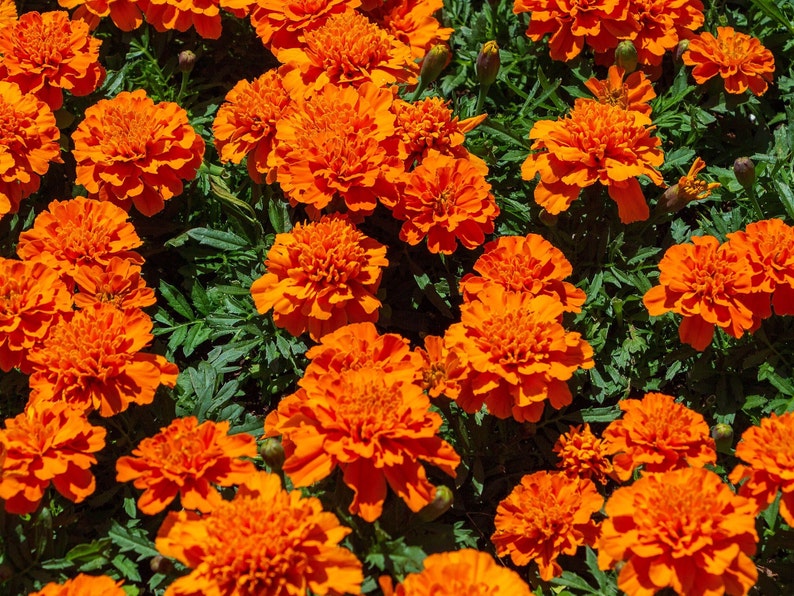 POT MARIGOLD Seeds *Free Shipping!* Fresh & Organic Calendula officinalis Seeds | Yellow Outdoor Flower Seeds for Planting