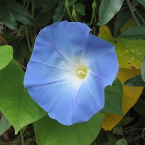 May include: A light blue morning glory flower with a white center, blooming against a backdrop of green leaves.