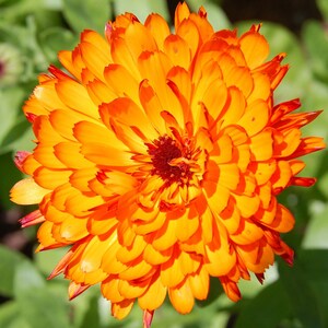 POT MARIGOLD Seeds *Free Shipping!* Fresh & Organic Calendula officinalis Seeds | Yellow Outdoor Flower Seeds for Planting