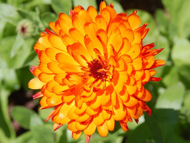 POT MARIGOLD Seeds *Free Shipping!* Fresh & Organic Calendula officinalis Seeds | Yellow Outdoor Flower Seeds for Planting