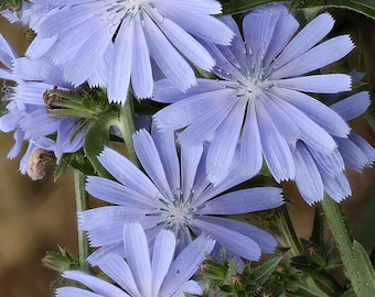 CHICORY Seeds *Free Shipping!* Fresh & Organic Cichorium intybus Seeds, Blue Outdoor Flower Seeds Bulk | Common Chicory