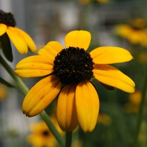 BLACK EYED SUSAN Seeds *Free Shipping!* Fresh & Organic Rudbeckia fulgida, Yellow Outdoor Flower Seeds for Planting | Perennial Coneflower