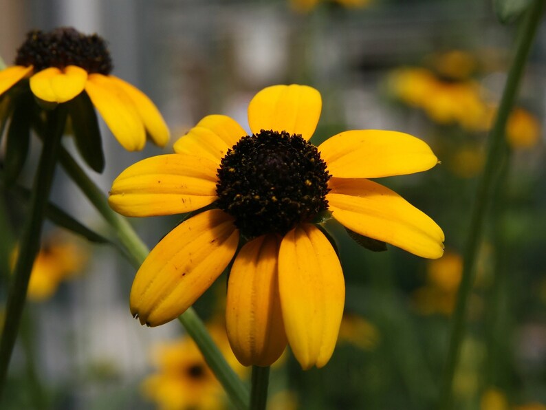 BLACK EYED SUSAN Seeds *Free Shipping!* Fresh & Organic Rudbeckia fulgida, Yellow Outdoor Flower Seeds for Planting | Perennial Coneflower