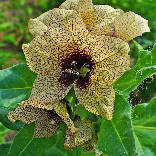 how is cigarette tobacco made How Is Tobacco Produced in a Factory? Step by Step Process how is cigarette tobacco made How Is Tobacco Produced in a Factory? Step by Step Process