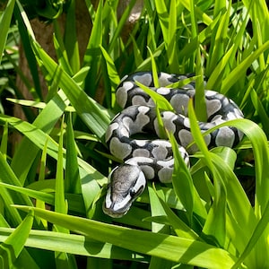 Customizable Ball Python Real Baby Size / Ball Python Figure /  Sculpture / Gift / Replica / Snake / Serpents / Resin / Pet Memorial