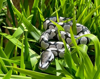 Customizable Ball Python Real Baby Size / Ball Python Figure /  Sculpture / Gift / Replica / Snake / Serpents / Resin / Pet Memorial