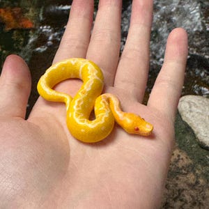 May include: A small, yellow and white snake with red eyes is curled up in a person's hand. The snake has a white pattern on its back and a yellow belly.