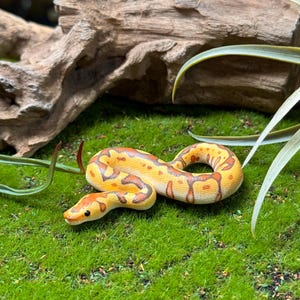 May include: A yellow and orange snake with black markings is curled up on a bed of green moss. The snake is in focus, while the moss is slightly out of focus.