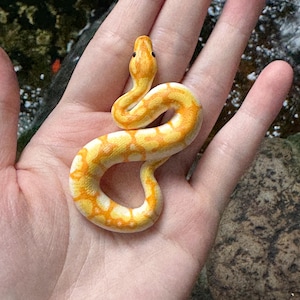 May include: A small, yellow and white snake with a patterned skin is curled up in someone's hand.