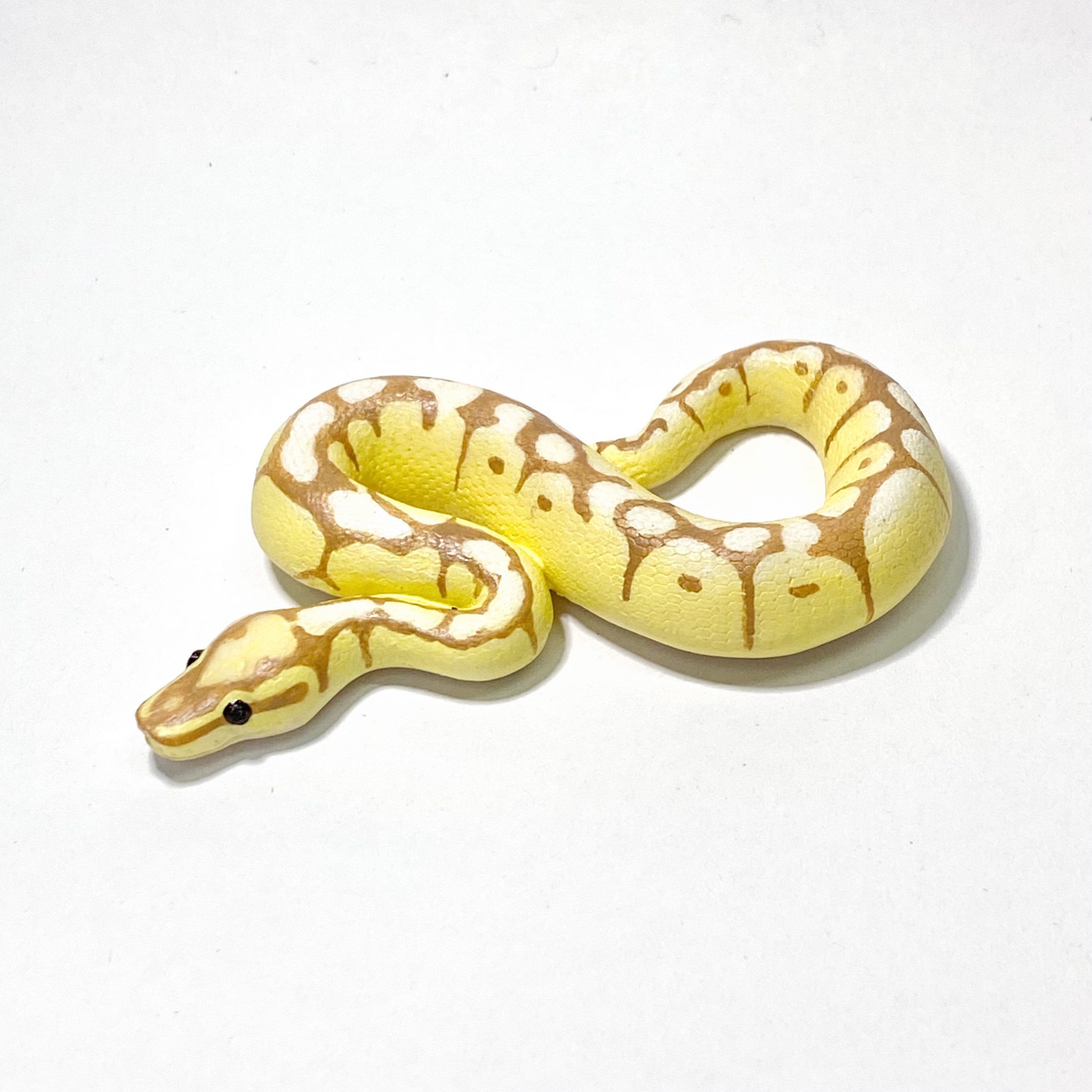 Baby Spider Ball Python