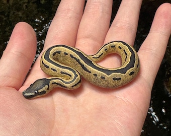 Ball Python Miniature / Figurine / Sculpture / Snake Pendant / Replica / Gift