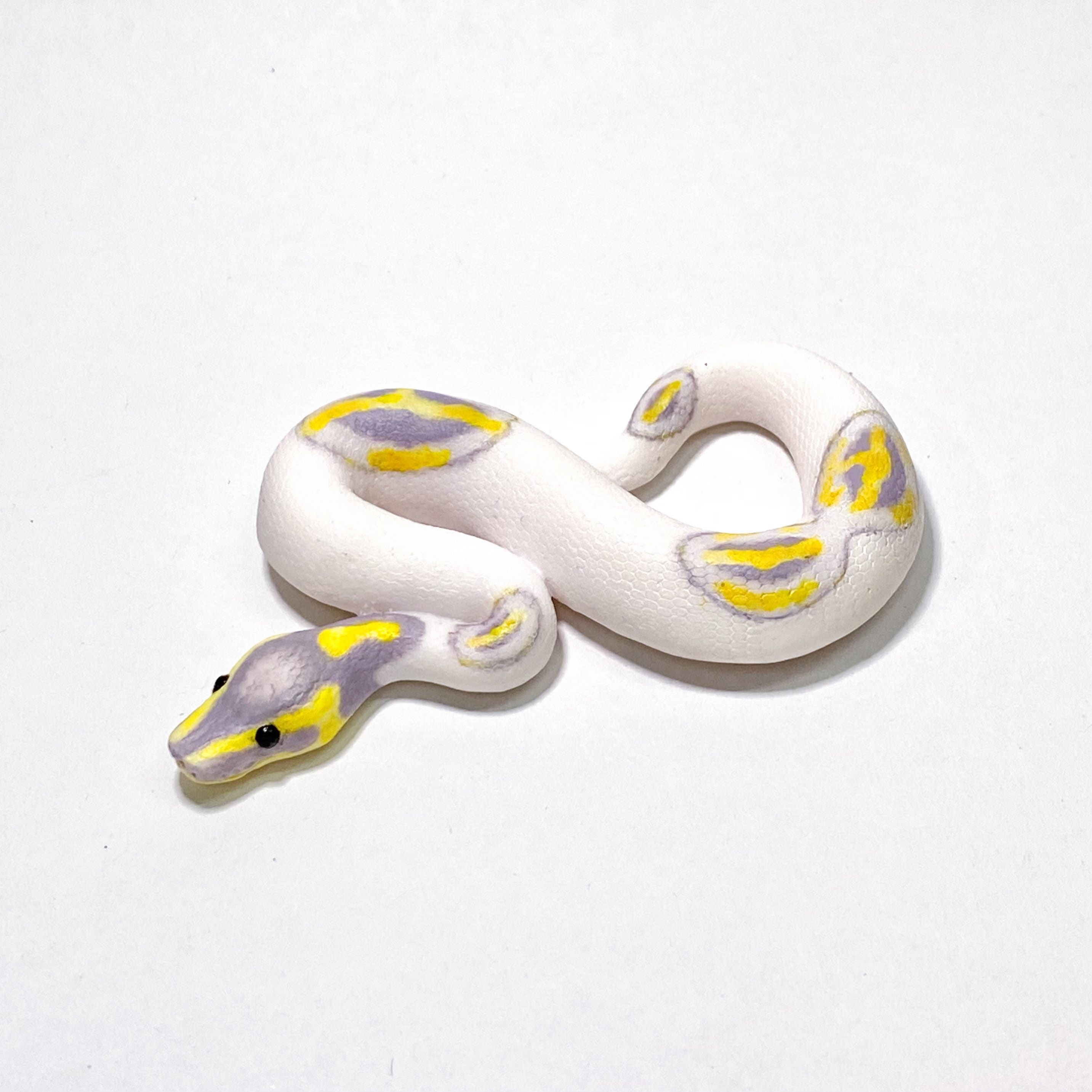 Pied Ball Python