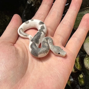 Urban Camo Ball Python Miniature / Figurine / Sculpture / Snake Pendant / Replica / Gift