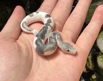 Urban Camo Ball Python Miniature / Figurine / Sculpture / Snake Pendant / Replica / Gift
