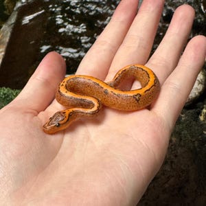 May include: A small orange and black snake with a patterned skin is held in a person's hand.