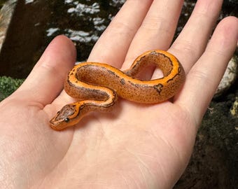 Orange Dream krijtstreep bal python miniatuur / beeldje / sculptuur / slanghanger / replica / cadeau