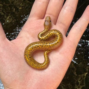 Ball Python Miniature / Figurine / Sculpture / Snake Pendant / Replica / Gift