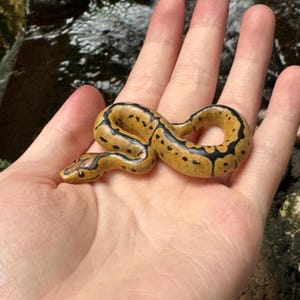 May include: A small yellow and black snake with black spots is curled up in the palm of a hand.