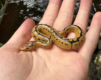 Pitón bola payaso miniatura / Figura / Escultura / Colgante de serpiente / Réplica / Regalo