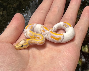 Banana Pied Ball Python Miniature / Figurine / Sculpture / Snake Pendant / Replica / Gift