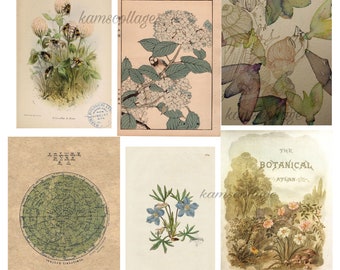 botanical set of 6 posters +1 bonus. vintage dark academia plants posters