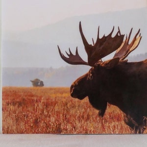 Handgemaakte onderzetter, 4&quot; x 4&quot;, wilde eland, eland in een veld, wild dier, Maine, meerdere weergave-opties, veelkleurig, onderzetter, Animals_7
