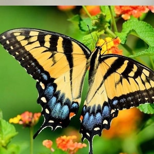 Handmade coaster, 4&quot; x 4&quot;, tiger swallowtail butterfly, Eastern swallowtail butterfly, yellow, multiple display option, coaster, Butterfly_9