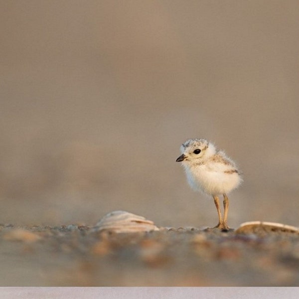 Decorative tile, 4" x 4", piping plover chick, shorebird, shore bird, baby bird, multiple display options, multicolor, coaster, Birds_30