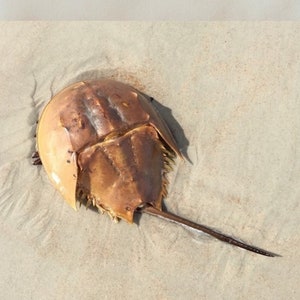 Handmade coaster, 4&quot; x 4&quot;, horseshoe crab, crab, marine life, shellfish, crustacean, multiple display options, multicolor, coaster, Fish_10