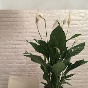 Handgemachte Blumen Untersetzer, Peace Lily, Spathiphyllum, Spathi, Spathix, Zimmerpflanze, Zimmerpflanze, Pflanzen_20