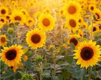 Decorative tile, 4" x 4", sunflowers, sun flowers, field of sunflowers, yellow, multiple display options, multicolor, coaster, Flowers_36