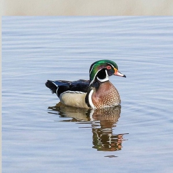 Decorative tile, 4" x 4", wood duck, woodduck, water fowl, waterfowl, wild bird, multiple display options, multicolor, coaster, Birds_62