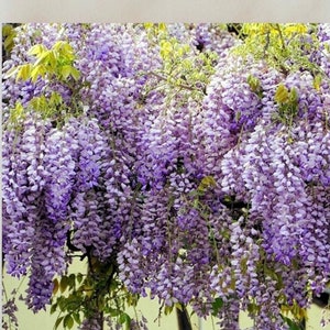 Handmade coaster, 4" x 4", purple wisteria, blue flower vine, trailing flowers, multiple display options, multicolor, coaster, Flowers_121