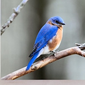 Handmade coaster, 4&quot; x 4&quot;, Eastern blue bird, wild bird, small thrush, woodland, multiple display options, multicolor, coaster, Birds_79