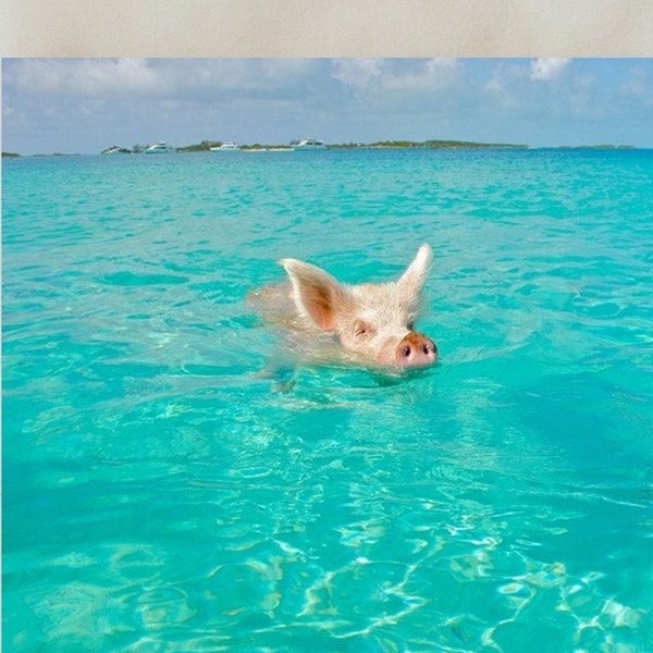 Decorative tile, 4" x 4", swimming pigs, Bahamas, Exuma, pig beach, Big Major Cay, tropical, display options, multicolor, coaster, Animal_37