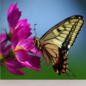 Handmade coaster, 4&quot; x 4&quot;, Eastern swallowtail butterfly, tiger swallowtail butterfly, wild flower, display options, coaster, Butterfly_8