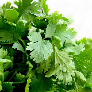 Organic heirloom slow-bolt cilantro seeds