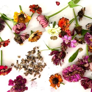 Annual garden flower seed mix