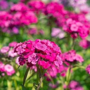 Sweet william dianthus flower seed mix