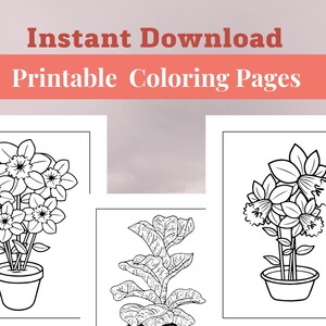 Puede incluir: Tres páginas para colorear en blanco y negro que representan plantas en macetas. La primera y la tercera página muestran una flor en maceta con varias flores. La segunda página muestra una planta en maceta con hojas grandes.