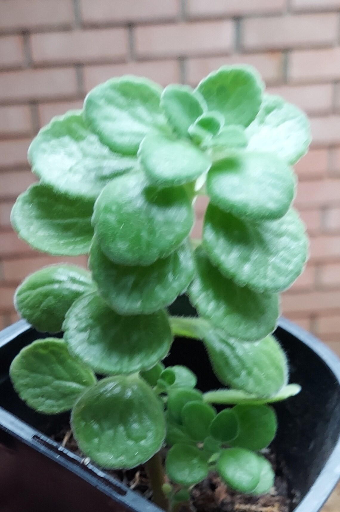 Vicks Plant Plectranthus hadiensis var. Tomentosa Menthol Etsy