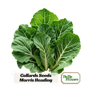 May include: A cluster of fresh green collard leaves with prominent white veins. Below the leaves, a rectangular label displays the text Collards Seeds Morris Heading and a logo with the text TinTin Flowers and a small flower icon.