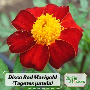 May include: A close-up of a Disco Red Marigold flower (Tagetes patula) with vibrant red petals and a bright yellow center. The flower is in full bloom, showcasing its intricate details. The image includes the text "Disco Red Marigold (Tagetes patula)" and a logo.