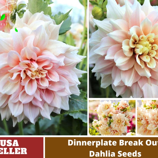 Dinnerplate Break Out Dahlia Perennial Seeds - Perennial -Authentic Seeds-Flowers -Organic. Non GMO-Mix Seeds for Plant-B3G1#D032