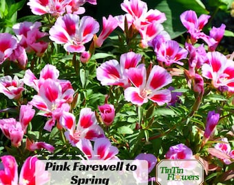 Pink Farewell to Spring Seeds – Godetia / Satin Flower | Clarkia amoena Garden Seeds