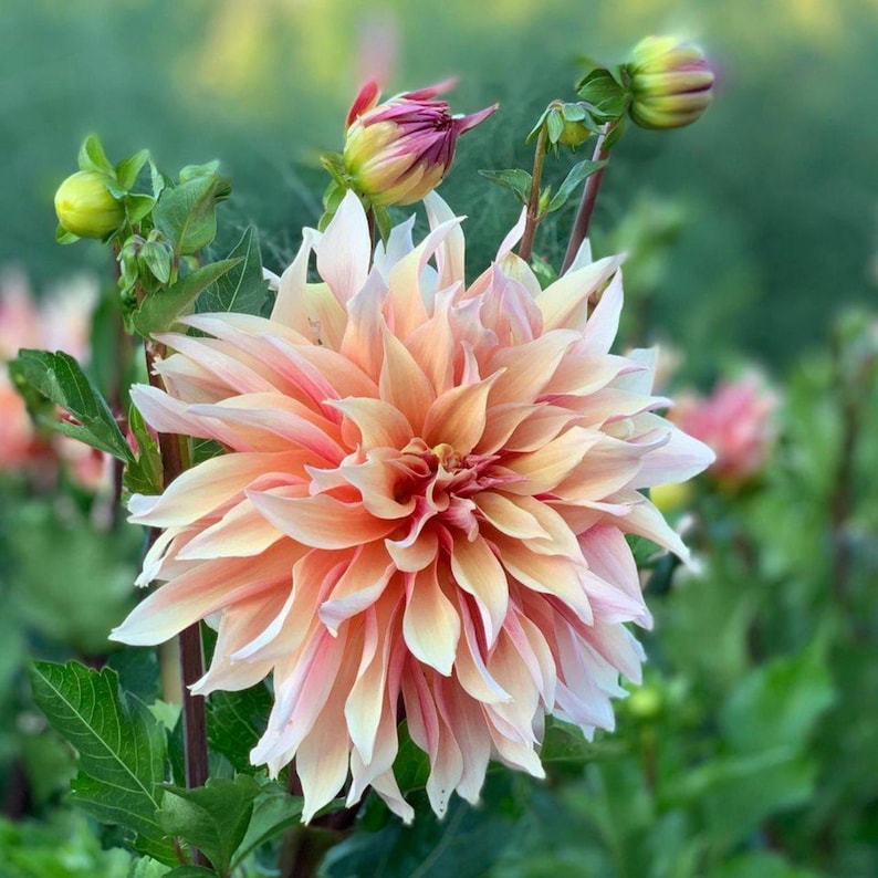 40+ Labyrinth Dahlia Seeds - Pollinator Friendly- Open Pollinated - Heirloom - Flower Seeds - Mix Seeds to Plant - .#D013 image 15