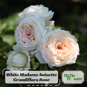 30 Seeds | White Madame Anisette Grandiflora Rose Seeds - Perennial- Authentic Seeds - Flowers -Organic. Non GMO --Planting-. # 1029.