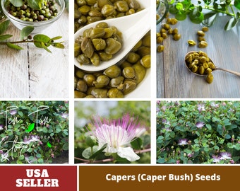 12 Seeds| Capers (Caper Bush) Seeds- Flower~ Vegetable ~ Asian Garden- Organic-  Medicinal & Culinary Herb, Capparis Spinosa, B3G1 #6037