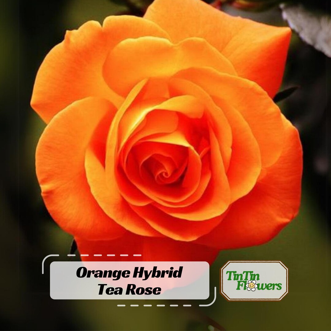 30+ Orange Hybrid Tea Rose Seeds - Perennial - Authentic Seeds - Mix ...