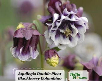 Aquilegia Double Pleat Blackberry Columbine Seeds –  Rare Deep Purple Double Blooms - Potted - Plant in Late Summer to Early Fall